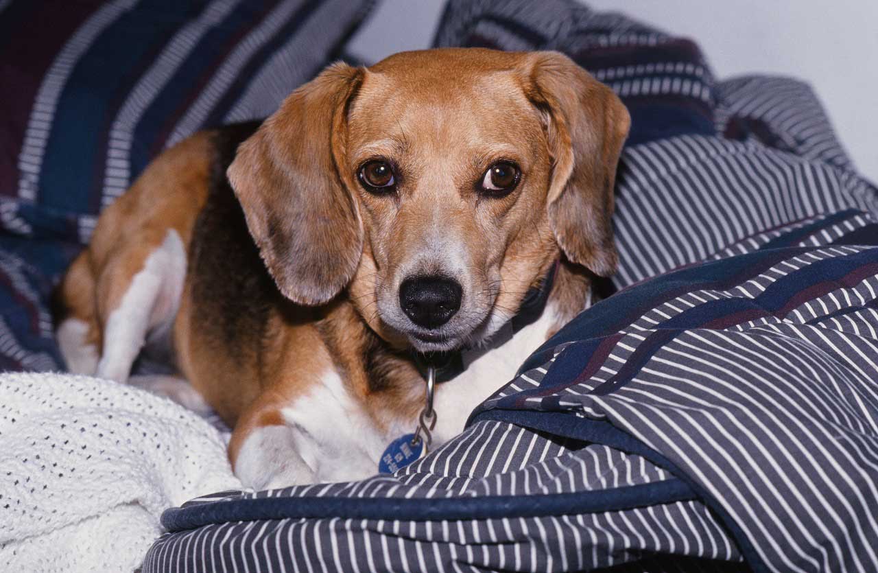 Bonnie the Beagle