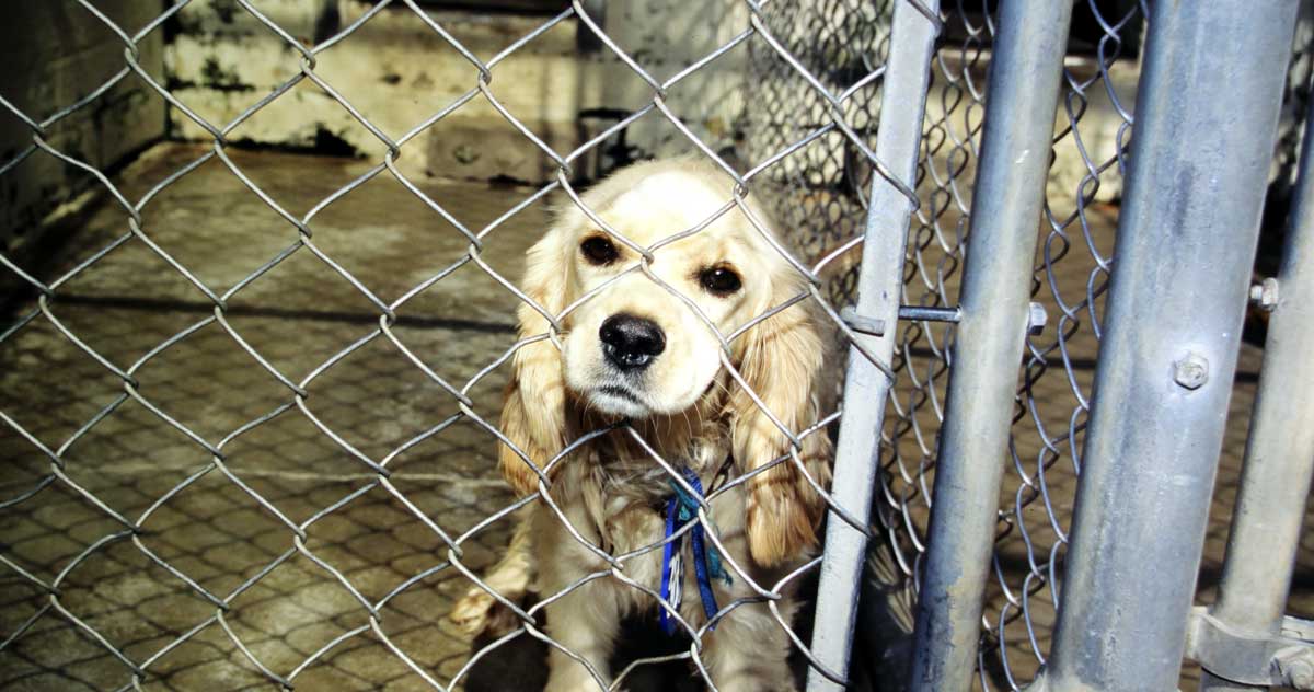 Cocker-spaniel-shelter